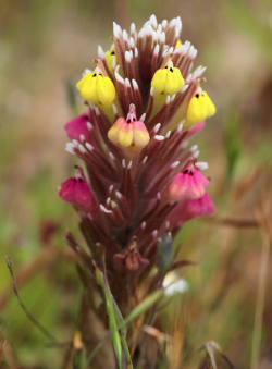 Pink Johnny-nip (Castilleja ambigua var. insalutata). Along trail to Machine Gun Flat, Fort Ord National Monument, Monterey County, CA, 11 May 2016. Copyright © 2016 J. Mark Egger. 